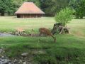 IMG_5854